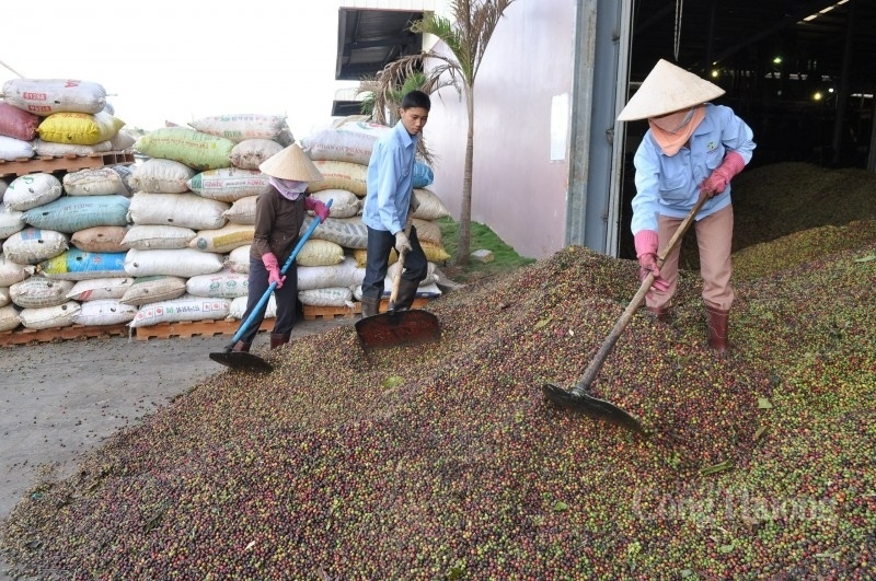 Giá liên tục tăng, xuất khẩu cà phê “ngắm đích” 6 tỷ USD năm 2030 xuatkhaucaphe20230828103700