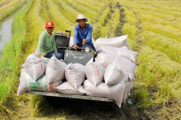 Sẽ lập &#8216;trật tự&#8217; xuất khẩu gạo bằng việc áp giá sàn? Se lap trat tu xuat khau gao bang viec ap gia san