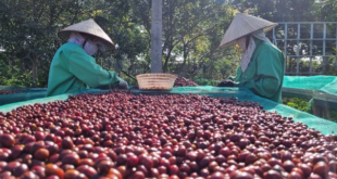 Nỗ lực xuất khẩu cà phê đạt 5 tỉ USD No luc xuat khau ca phe dat 5 ti USD 310x165