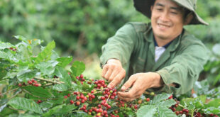 Giá cà phê cao nhất mọi thời đại, doanh nghiệp xuất khẩu ‘gồng lỗ’ nặng ca phe 793 310x165