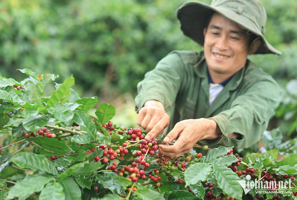 Giá cà phê cao nhất mọi thời đại, doanh nghiệp xuất khẩu ‘gồng lỗ’ nặng ca phe 793