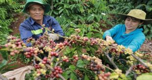 Hạn hán nghiêm trọng đe dọa vị trí số 1 về xuất khẩu cà phê Robusta của Việt Nam 164a1530 7500 310x165