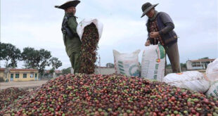 Xuất khẩu cà phê: Giá tăng, thị phần giảm ca phe 310x165