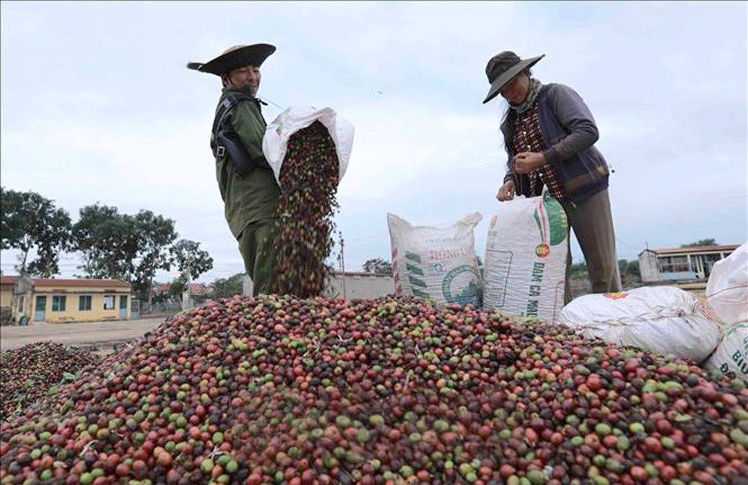 Xuất khẩu cà phê: Giá tăng, thị phần giảm ca phe