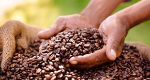 Việt Nam xuất khẩu cà phê sang thị trường nào được giá nhất? ca phe20240402101912 310x165
