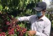 Cà phê có dễ đạt mục tiêu xuất khẩu 5 tỷ USD trong năm 2024? cf1234520240410110120 110x75