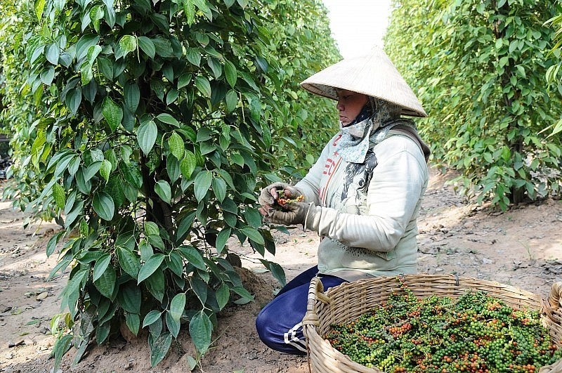 Lý do Việt Nam phải chi hàng chục triệu USD nhập khẩu hồ tiêu mỗi tháng 2175290 0e9d5460e70e11053bc68b20 8976 4617