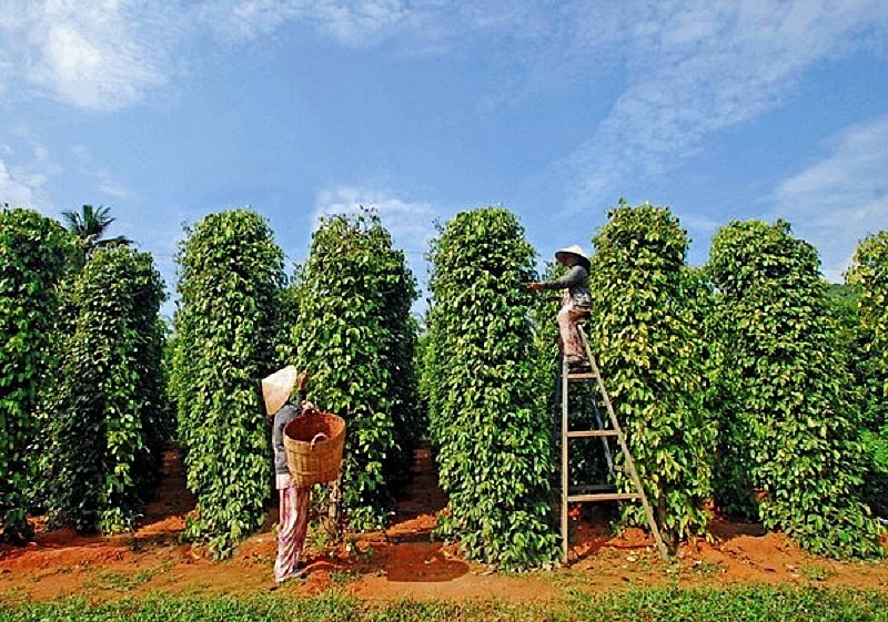 Nhiều tín hiệu tích cực cho xuất khấu hồ tiêu trong năm 2025 tieu20250507142318