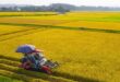 Dự kiến tháng 10, Việt Nam sẽ có thêm lô gạo phát thải thấp xuất khẩu sang Australia 6324 1748857383860x0 174969852541155397084 110x75