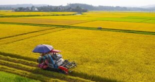 Dự kiến tháng 10, Việt Nam sẽ có thêm lô gạo phát thải thấp xuất khẩu sang Australia 6324 1748857383860x0 174969852541155397084 310x165