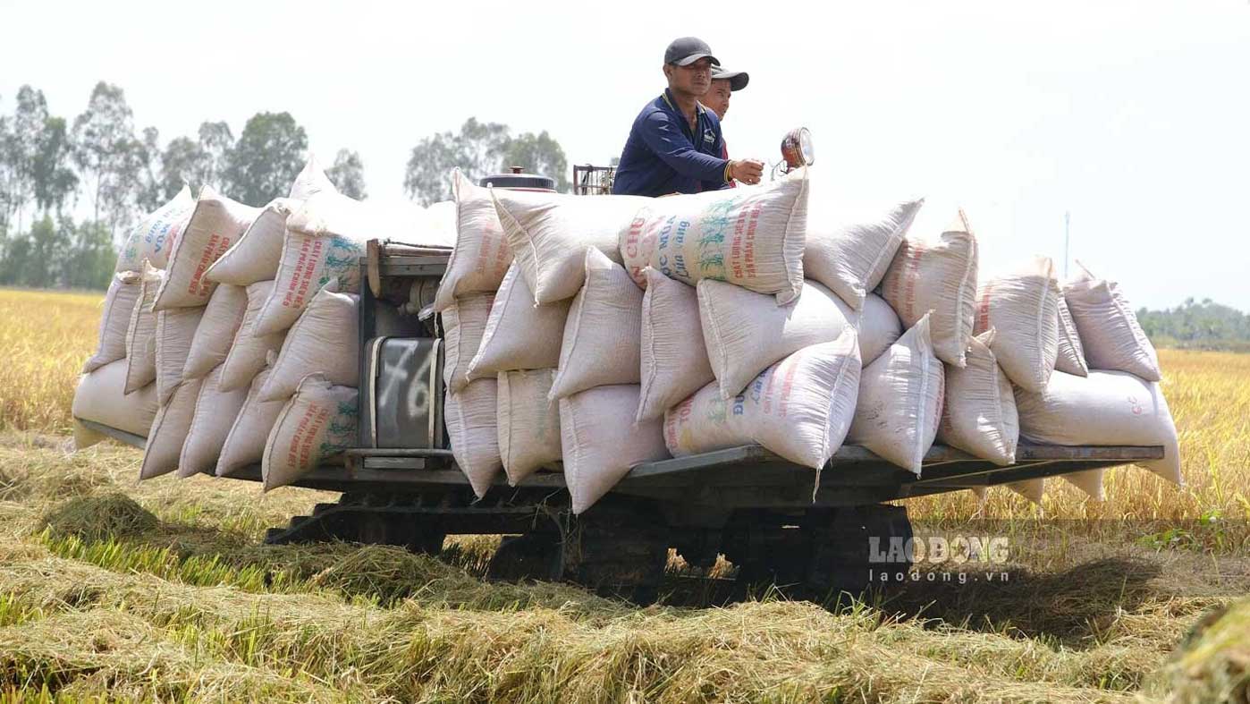 Giá gạo xuất khẩu giảm, Philippines nhập khẩu gạo Việt Nam nhiều nhất Gao 6