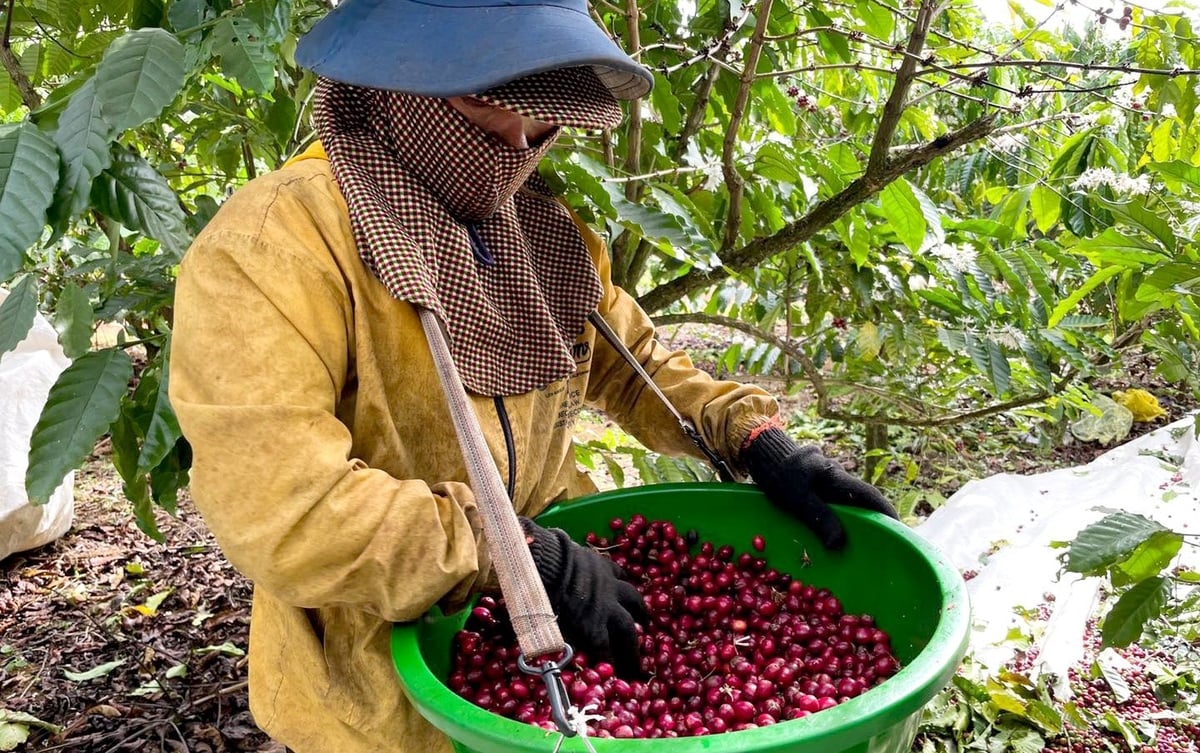 Nông sản Việt Nam trước thách thức thuế đối ứng, tính toán &#8216;thị trường đường xa&#8217; cho cà phê Việt ca phe 1 145058 91 151946