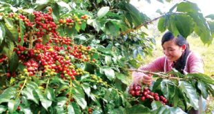 Cà phê Việt giữ lợi thế giữa xoáy chuyển toàn cầu ca phe 220250613145344 310x165