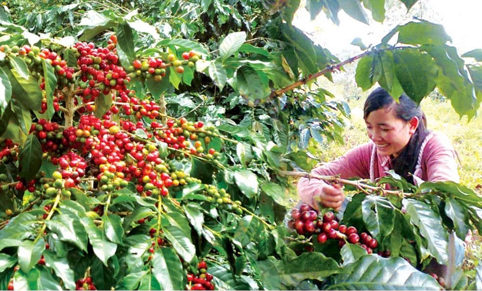 Cà phê Việt giữ lợi thế giữa xoáy chuyển toàn cầu ca phe 220250613145344