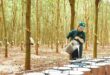 Giá mủ lập đỉnh: Cơ hội lớn cho doanh nghiệp Việt cao su 720250628090538 110x75