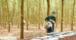 Giá mủ lập đỉnh: Cơ hội lớn cho doanh nghiệp Việt cao su 720250628090538 310x165