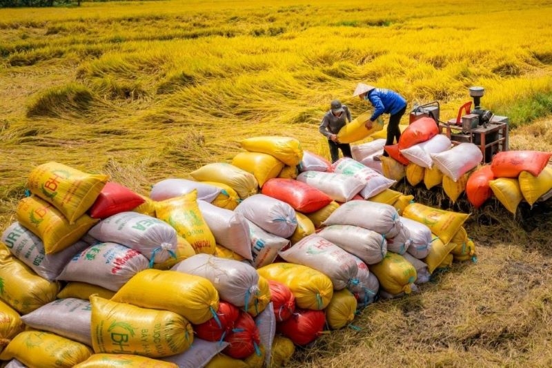 Giá gạo xuất khẩu bình quân 5 tháng đầu năm 2025 giảm 18,7% ky vong xuat khau gao tiep tuc but pha trong nam 2024 1748998836607877901140