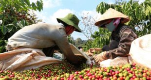 Xuất khẩu cà phê gặt hái những “trái ngọt” anh duoi 310x165