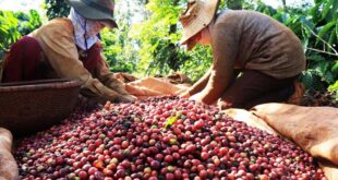 Nửa đầu nNửa đầu năm 2025, xuất khẩu cà phê thu về 5,45 tỷ USD ca phe xuat khau 16697759407801283565218 17515915174431437075034 310x165